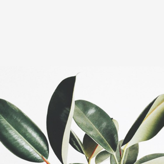 Summer plant wallpaper