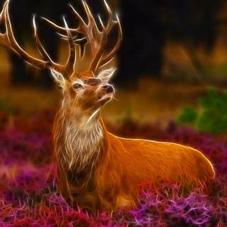 Animal reindeer HD wallpaper