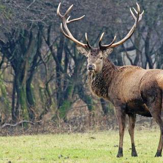 Animal reindeer HD wallpaper