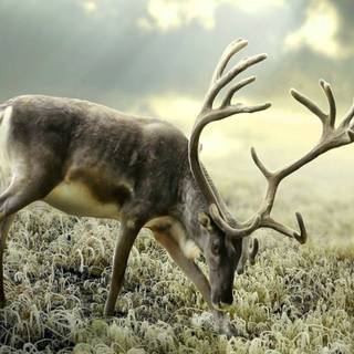 Animal reindeer HD wallpaper