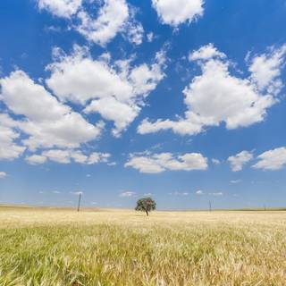 Field tree clouds HD wallpaper