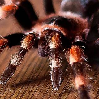 Tarantula iPhone wallpaper