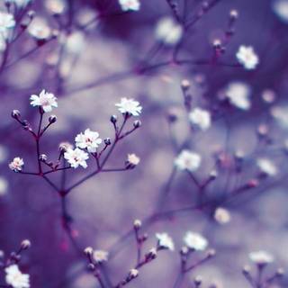 Wallpaper Nature Flowers