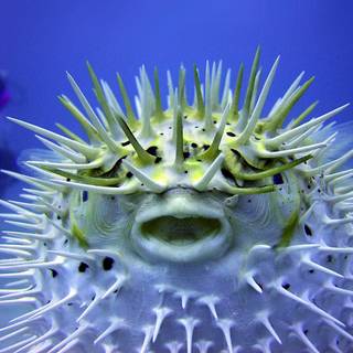 Pufferfish wallpaper