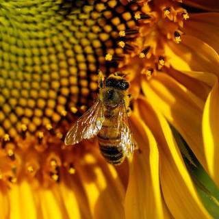 Bee desktop wallpaper