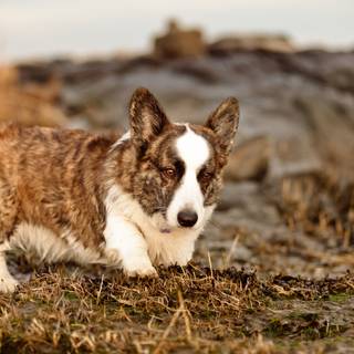 Animal Corgi HD wallpaper