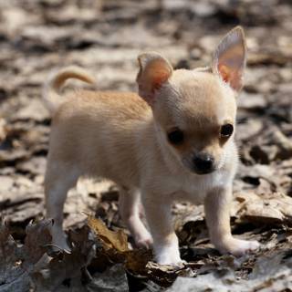 Animal Chihuahua HD wallpaper
