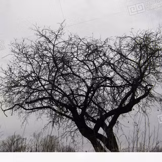 Dry tree HD wallpaper