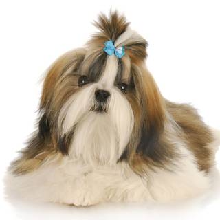 Animal Shih Tzu HD wallpaper