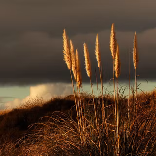 Dry tree HD wallpaper