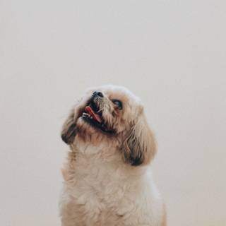 Animal Shih Tzu HD wallpaper