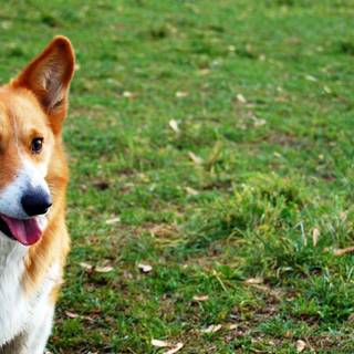 Animal Corgi HD wallpaper