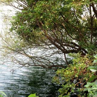 Amrita Das Gupta wallpaper