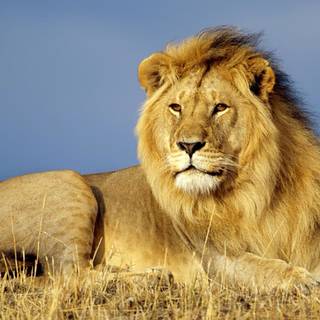 Alpha male wallpaper