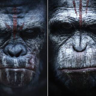 Planet of The Apes films wallpaper