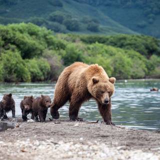 Bear cubs wallpaper