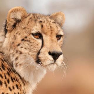 Animal cheetah HD wallpaper
