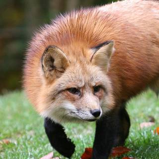 Autumn fox wallpaper