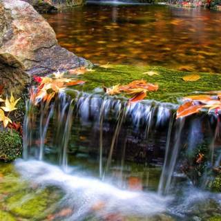 Garden scenery wallpaper