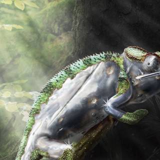 Animal chameleon forest HD wallpaper