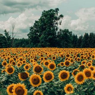 A field of flowers wallpaper