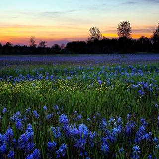 A field of flowers wallpaper