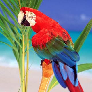 Animal parrot HD wallpaper