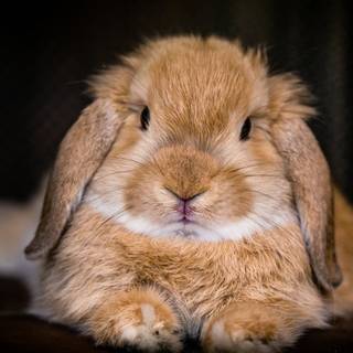 The Brown Bunny wallpaper