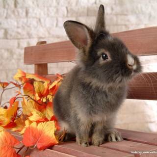 The Brown Bunny wallpaper