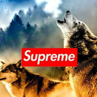 Dogs Supreme wallpaper
