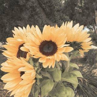 Vintage aesthetic photo wallpaper