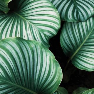 Succulent iPhone XS wallpaper