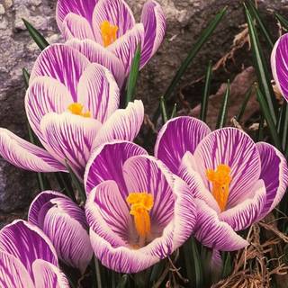 Crocus flower mobile wallpaper
