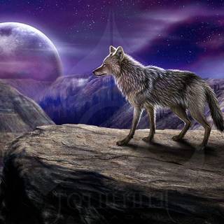 Alone wolf wallpaper