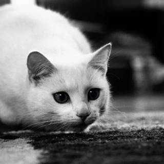 Animal white cat HD wallpaper