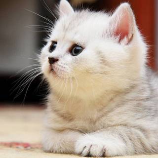 Animal white cat HD wallpaper