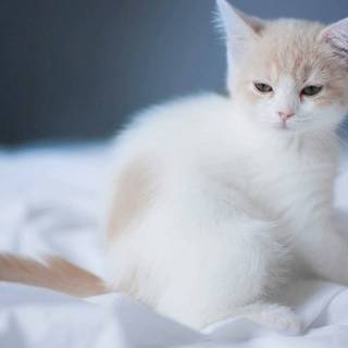 Animal white cat HD wallpaper