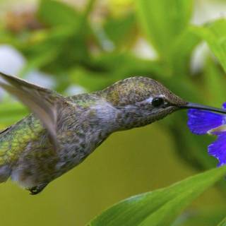 Animal hummingbird HD wallpaper