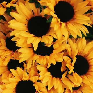 Yellow sunflowers wallpaper