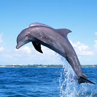 Animal dolphin HD wallpaper