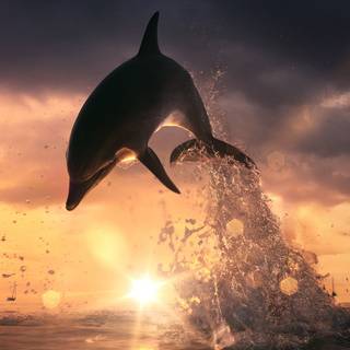 Animal dolphin HD wallpaper
