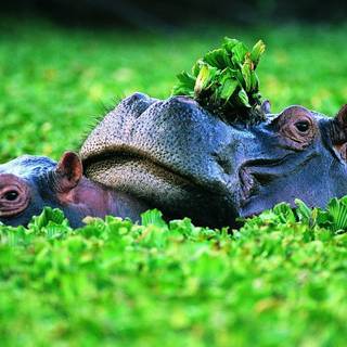 Hippos wallpaper