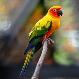Sun conure wallpaper
