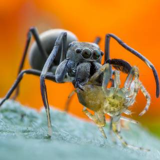 Spider animal wallpaper