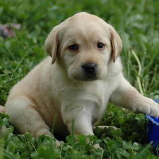 Labrador puppy wallpaper