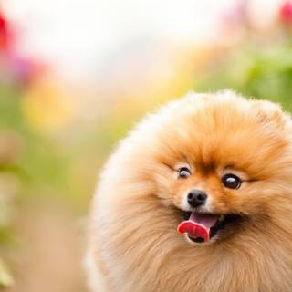 Animal Spitz HD wallpaper