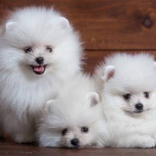 Animal Spitz HD wallpaper