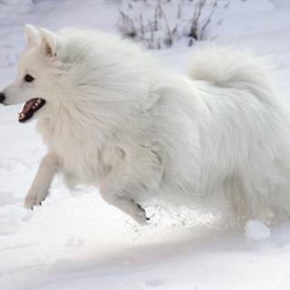 Animal Spitz HD wallpaper