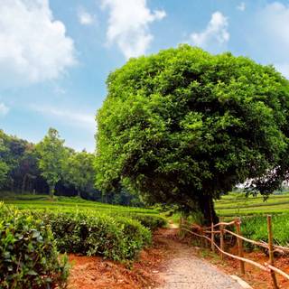 Plantation wallpaper