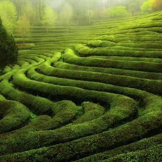 Plantation wallpaper